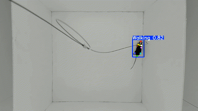 Behavior depot style rodent demo 2