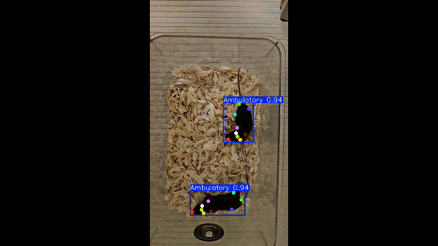 C57BL6 mouse analysis sample