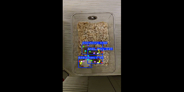 CNGA2-KO mouse analysis sample