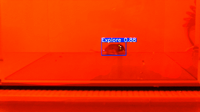 Deer mouse analysis sample