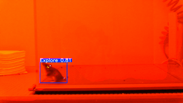 Deer mouse analysis sample 2